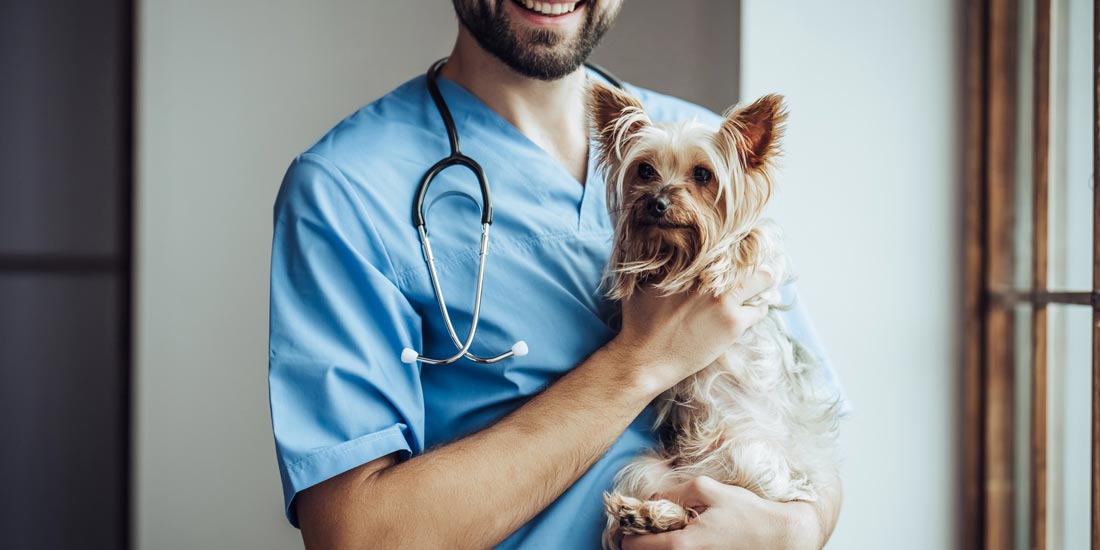 doctor for pets