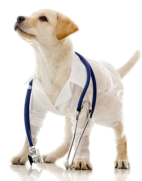 RGV pet doctors