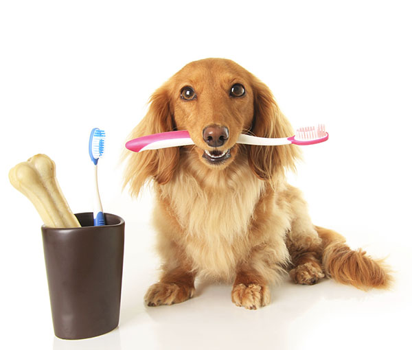 pet dental health