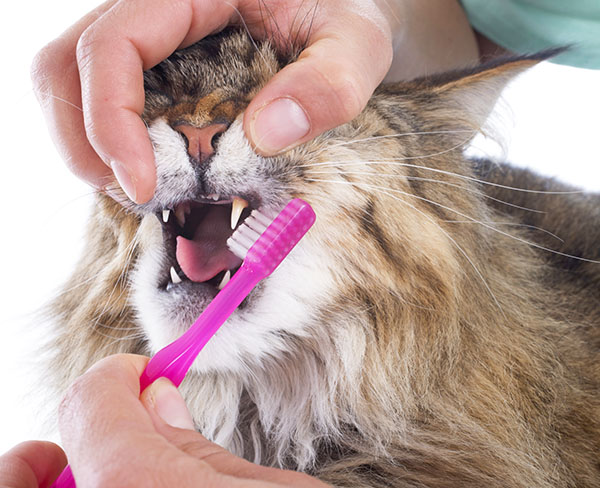 cat dental health