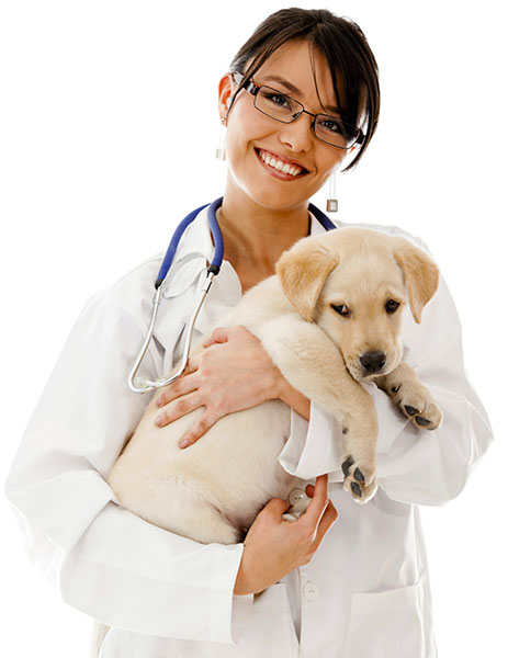 heartworm preventioin in dogs