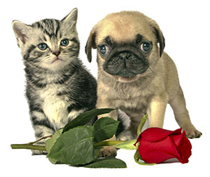 pet care tips for Valentine's Day