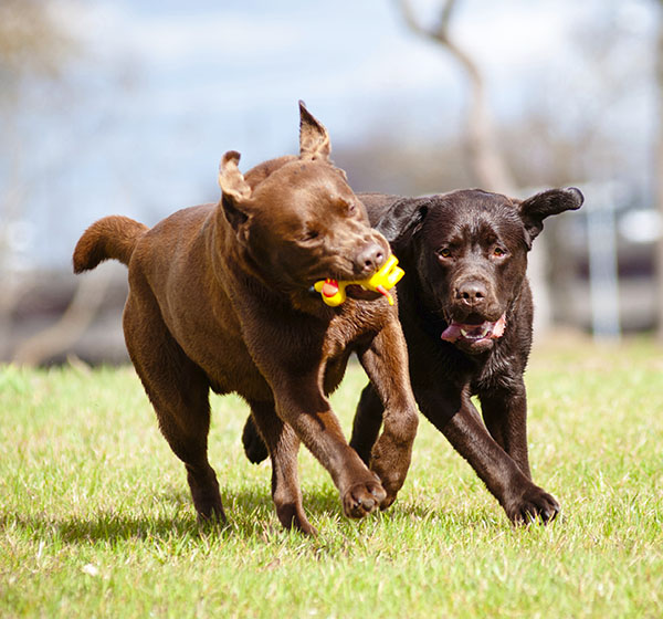 pet playing outside