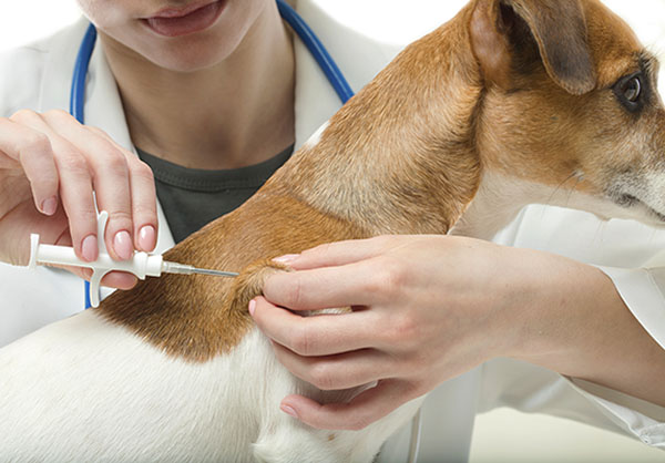 Microchip Program For Your Pet Valley Animal Hospital   Pet Microchipping 