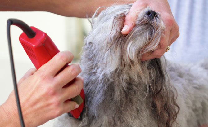 How to Shave Your Pet’s Coat for the Summer - Valley Animal Hospital