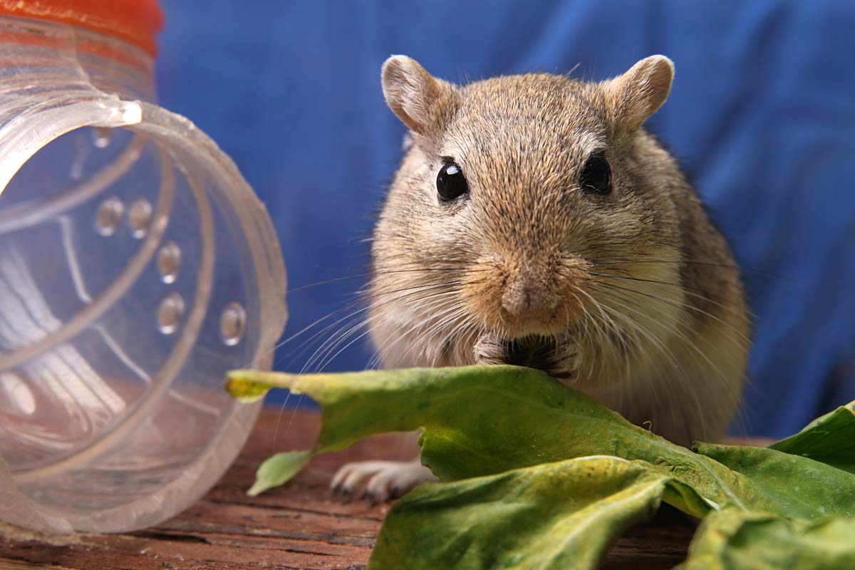 Hamsters, Gerbils, Rats & Mice Care Guide