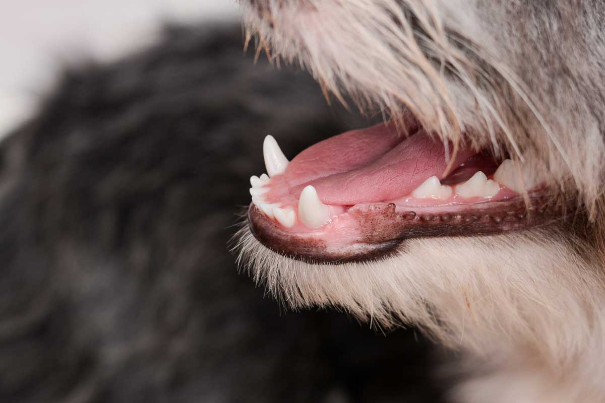 Почему у собак воняет рот. Заболевания зубов у собак.