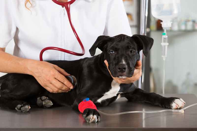 Animal Pain Awareness Month, McAllen Veterinarian | Valley Animal Hospital