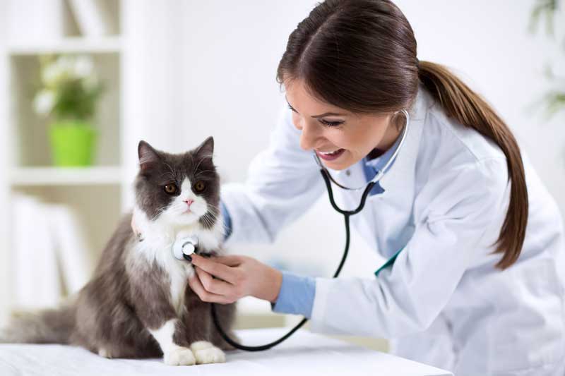 4 Important Symptoms of Feline Heart Disease to Keep an Eye Out For ...