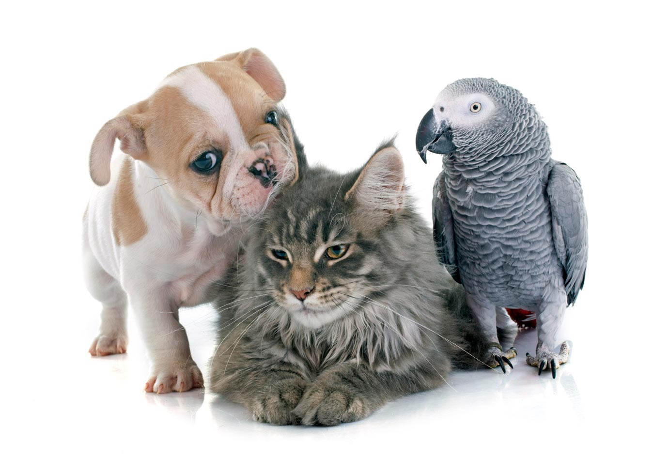 Three Diseases to Look Out for in Your Dogs, Cats and Birds - Valley