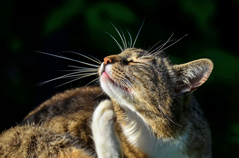 Fleas in the Summer: What You Should be Doing to Spot and Treat an