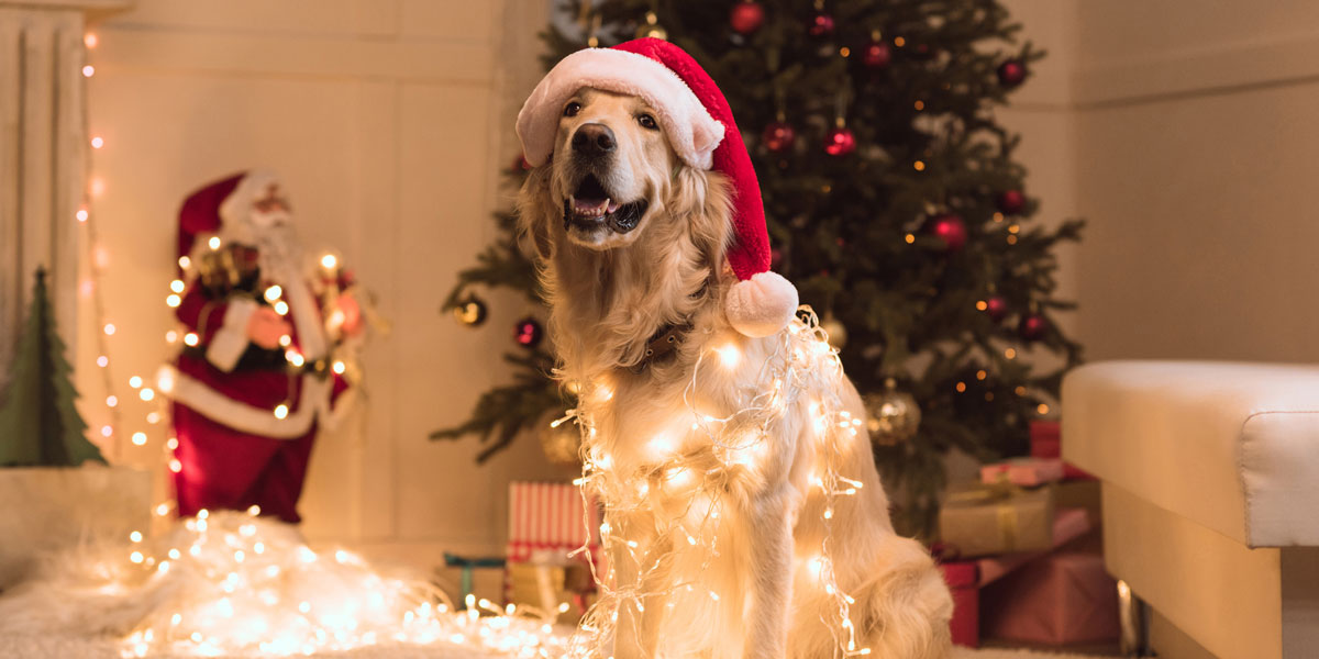 Holiday Care How to Help Your Lovable Pet Have a Safe Season Valley