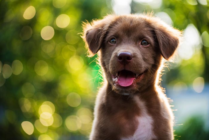 Cool Pups for the Summer Months - Valley Animal Hospital