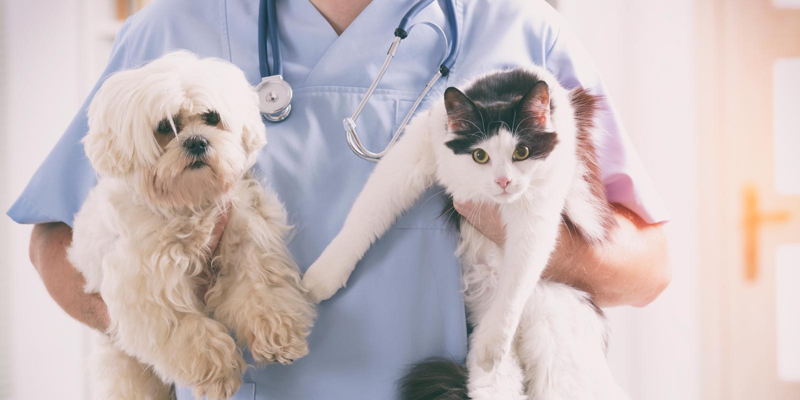 About Valley Animal Hospital - Valley Animal Hospital