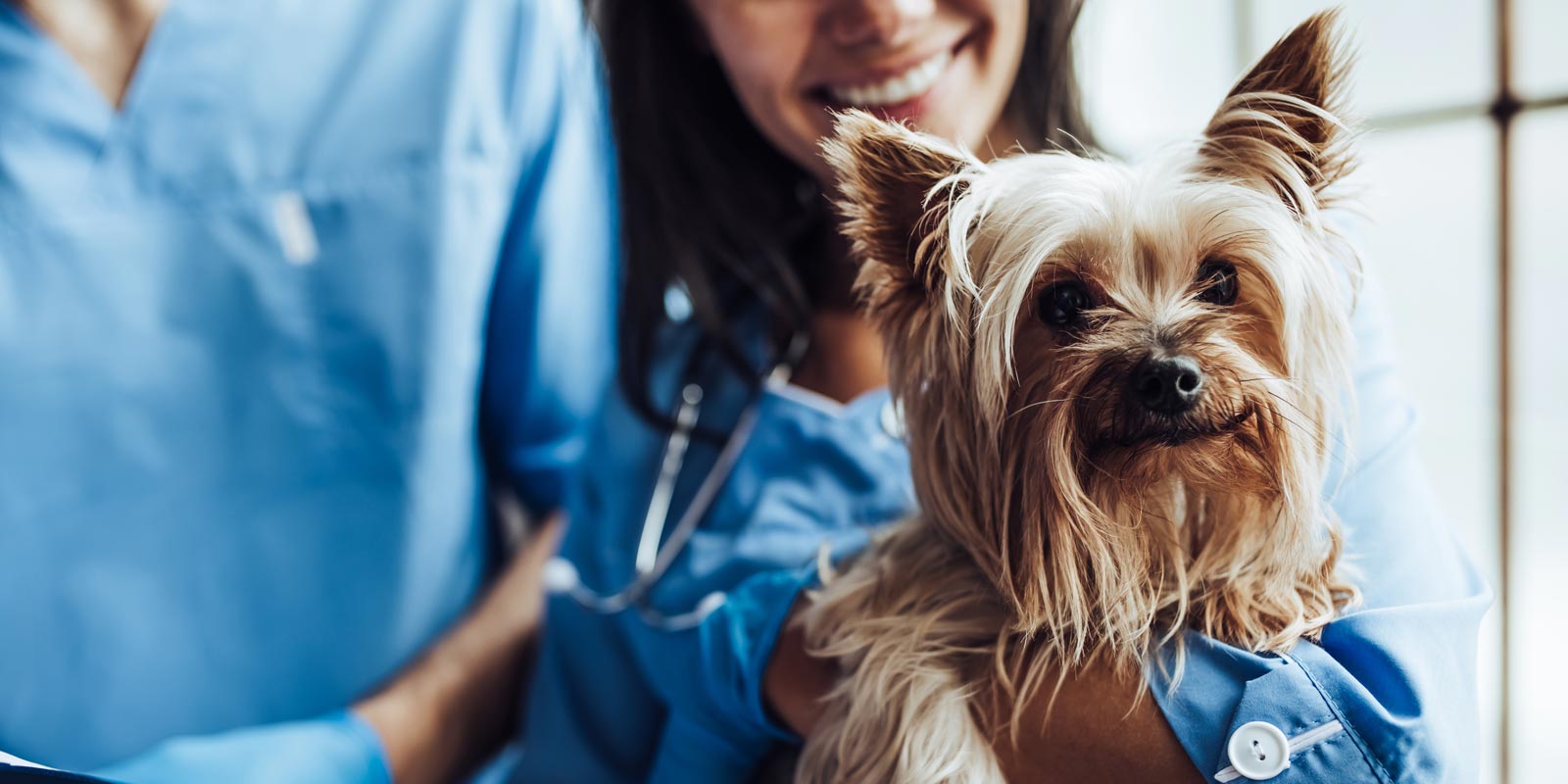 Pet Care Tips - Valley Animal Hospital