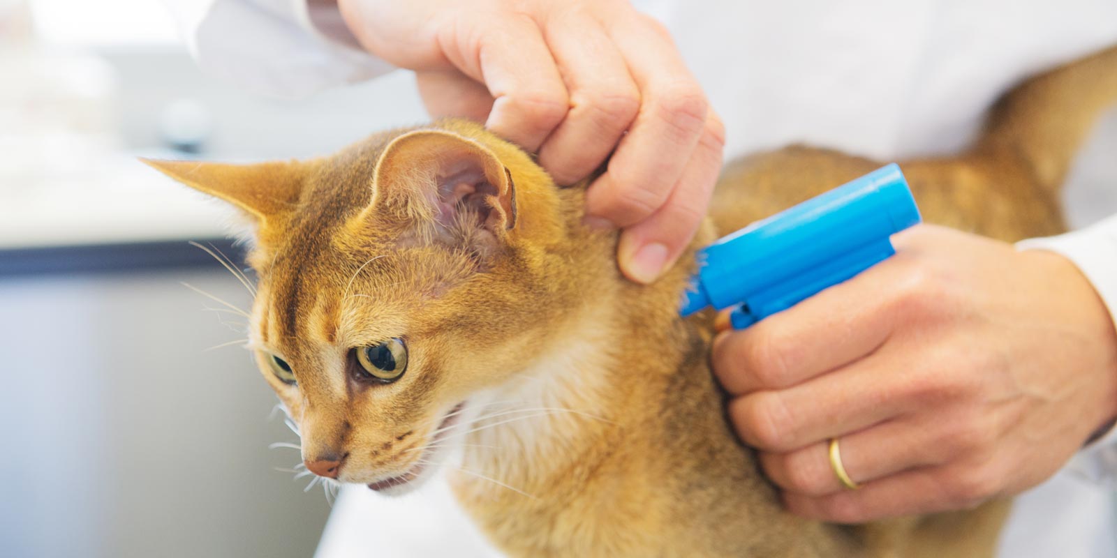 Microchip Program for Your Pet - Valley Animal Hospital