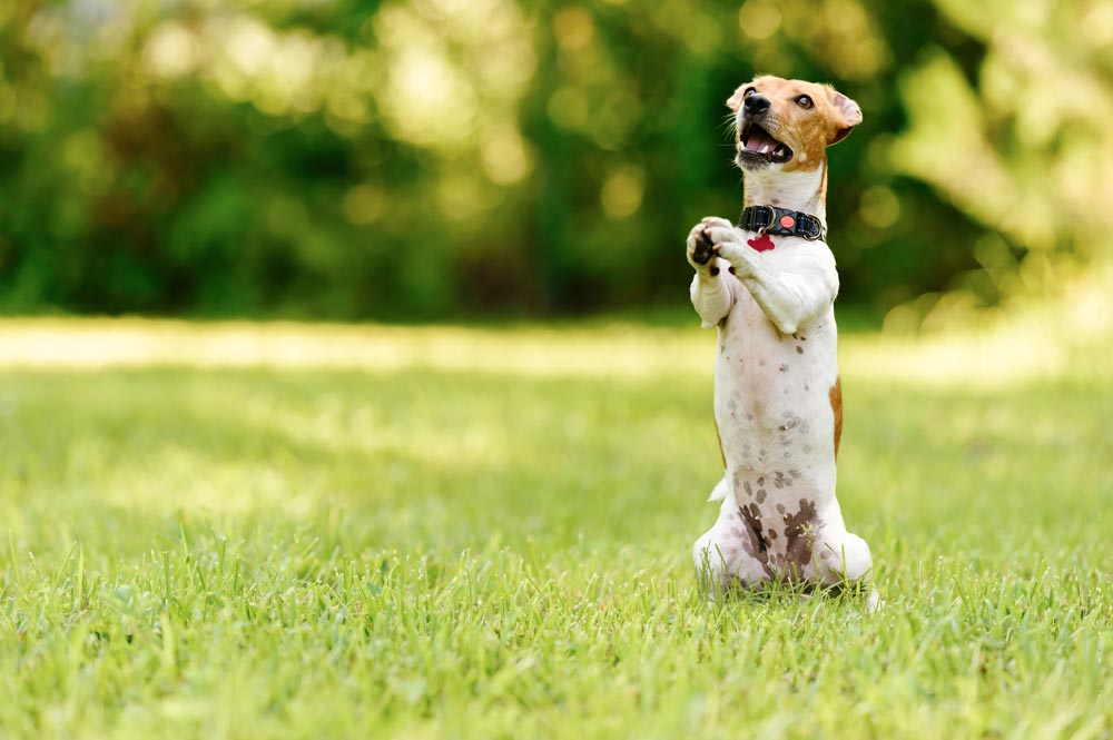 A Few Tips to Help You Exercise Your Dog’s Body and Mind | Valley Animal Hospital | McAllen Pet Hospital