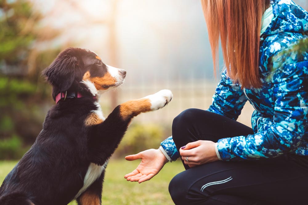 A Few Tips to Help You Exercise Your Dog’s Body and Mind | Valley Animal Hospital | McAllen Pet Hospital