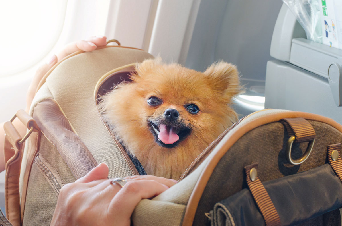 Make Your Pet’s Experience a Positive One When Flying During the