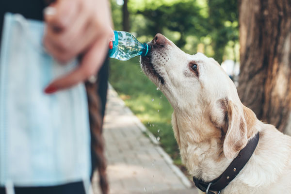 Keep Your Pet Safe During the Hot Summer - Valley Animal Hospital
