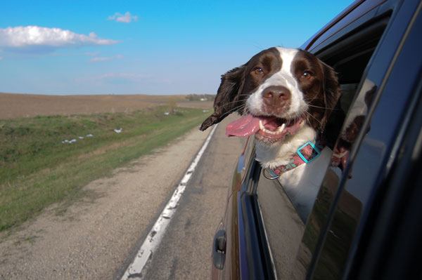 Challenge Your Dog’s Mind with • New environments such as car rides or walking with you as you do errands.