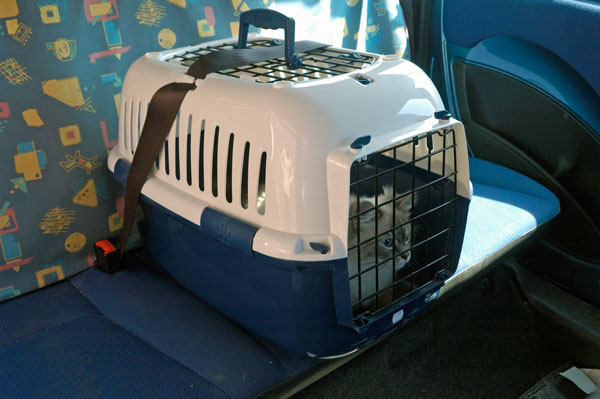 While at the vet, talk to your pet in a soothing voice to make them comfortable. After the appointment, keep your pet secured in their carrier until you get home. 