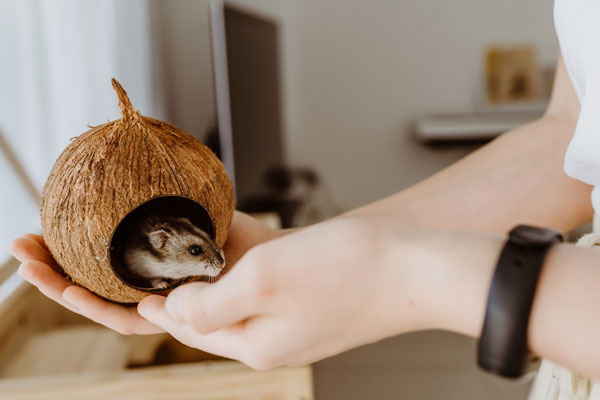 Hamster in a coconut at a McAllen Animal Hospital.