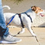 Dog walking on a leash outside an animal hospital in McAllen TX.