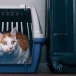 Tabby cat sits in travel crate beside a suitcase and look anxiously sideways after visiting a mcallen veterinary clinic.