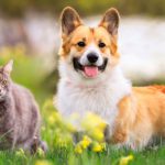 Improve Your Pet’s Health with Valley Animal Hospital