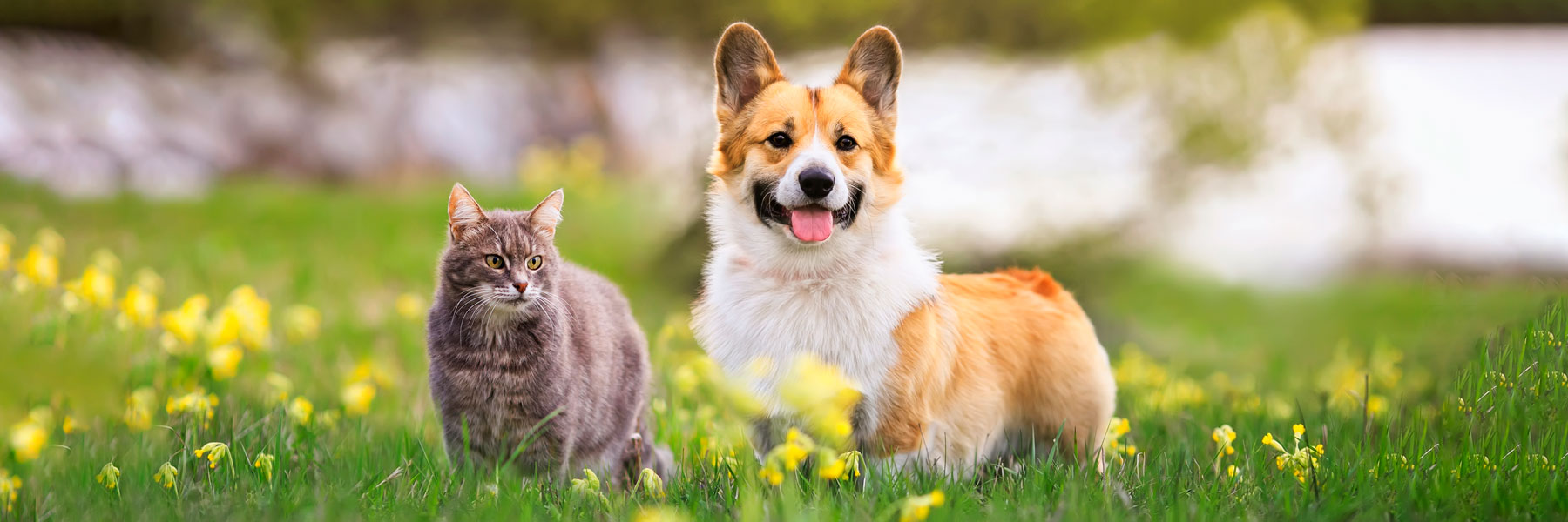 5 Easy Steps to Improve Your Pet’s Health - Valley Animal Hospital