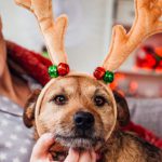 Tips from Our McAllen Animal Hospital to Keeping Your Dog Holiday Safe