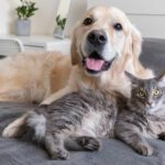 Choosing the Right Pet for Your Family