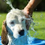 5 Pet Safety Tips to be aware of this summer