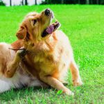 Protect Your Pets Against Pests this Summer