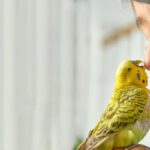 Ways to Keep Birds Healthy