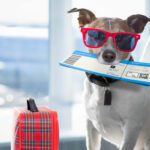 10 Pet Traveling Tips for Summer