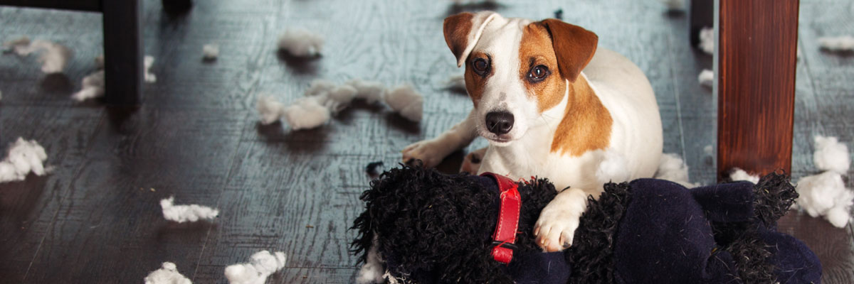 7 Tips for Managing Pet Behavior Problems: Insights from our McAllen