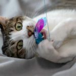 McAllen Veterinarian enrichment activities for cats