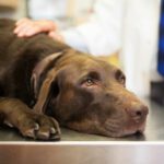 Veterinarian in McAllen TX