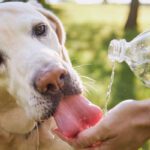 veterinarian mcallen tx