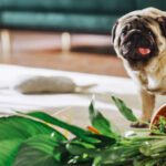 Animal Hospital McAllen