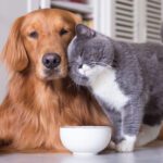 animal hospital mcallen