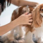 mcallen veterinary clinic