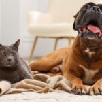 veterinarian mcallen tx