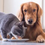 mcallen animal hospital