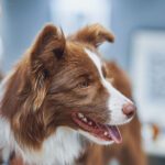 Heartworm Prevention Made Simple: Monthly Habits That Protect Your Pet Year-Round