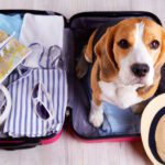 pet travel vaccinations