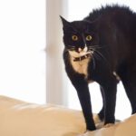 behavioral counseling for pets