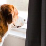 Pet Anxiety